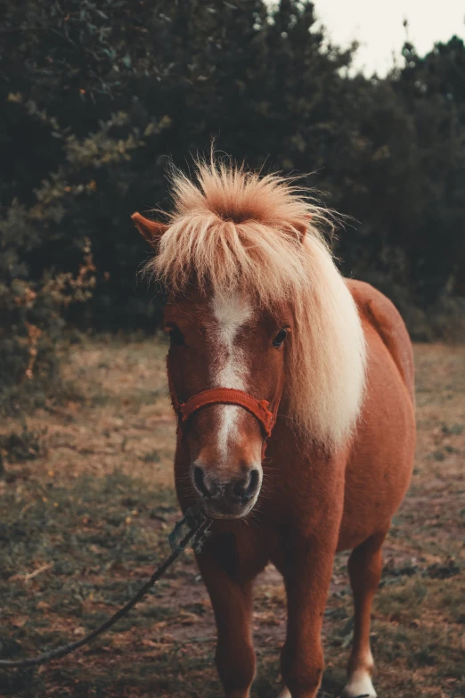 a brown horse with blonde hair and boots on