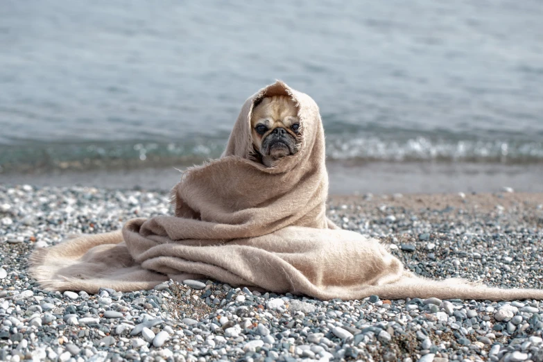 an image of a bulldog under a blanket on the beach