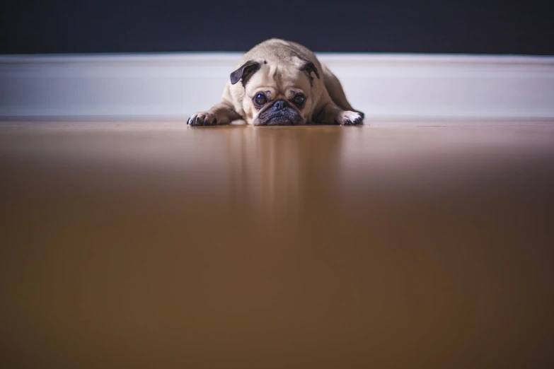 a dog sitting on the floor next to a wall