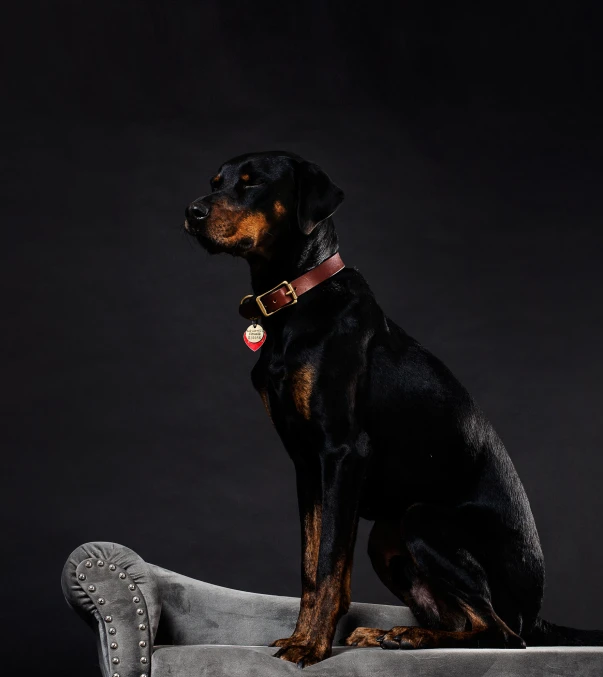 dog sitting on a gray couch in the dark