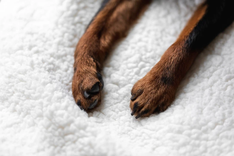 a dog with black and brown paws and white blanket