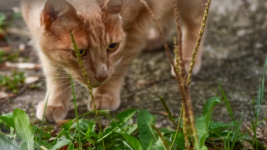 a cat walks near the ground of the field