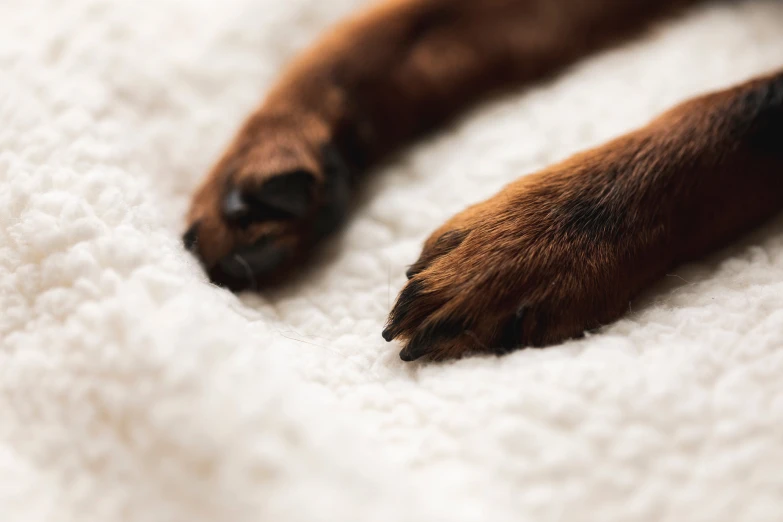 the dog's paw is seen laying on a bed