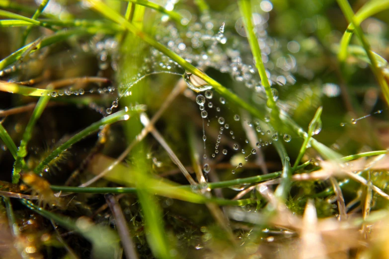 the grass is covered with dewdrops and small drops