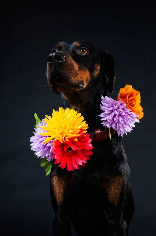 a dog with two flower decorations around its neck