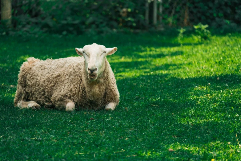 a sheep laying in the grass and looking at the camera