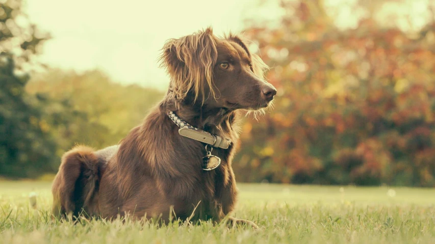 a brown dog is sitting in a field