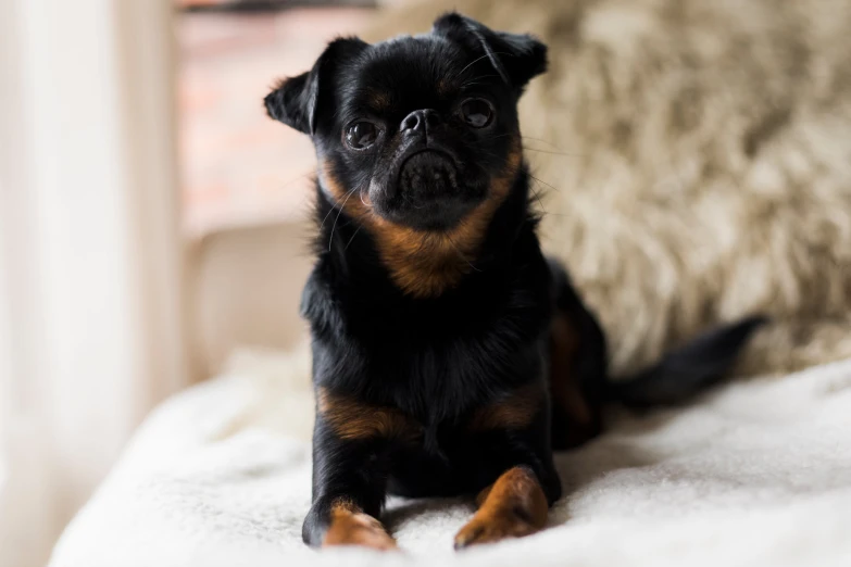 a small black and brown dog sitting on the bed