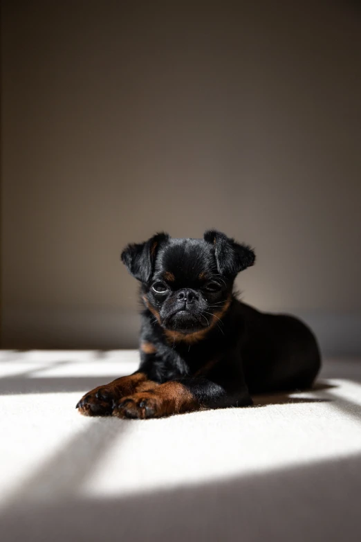 a little black dog lays on the floor