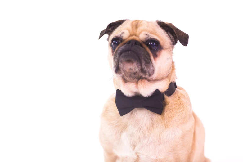 a brown and black dog wearing a bow tie