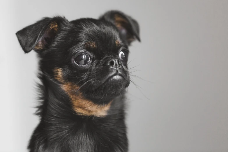 a small black dog sitting next to a wall