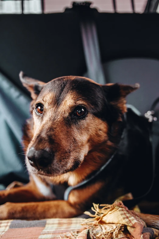 a dog laying down on the back of a car seat