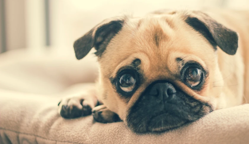 small brown dog sitting on top of a couch