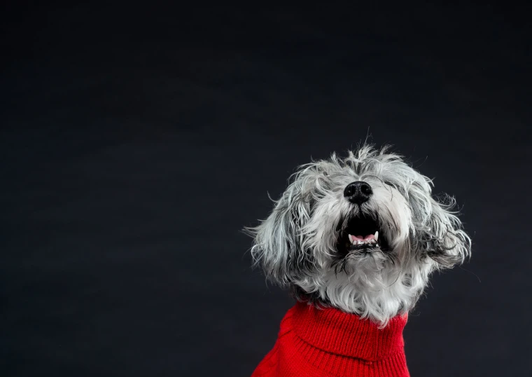 a grey dog wearing a red sweater on his chest