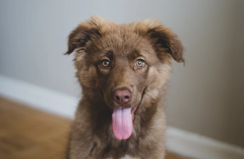 a close up of a dog with a tongue hanging out