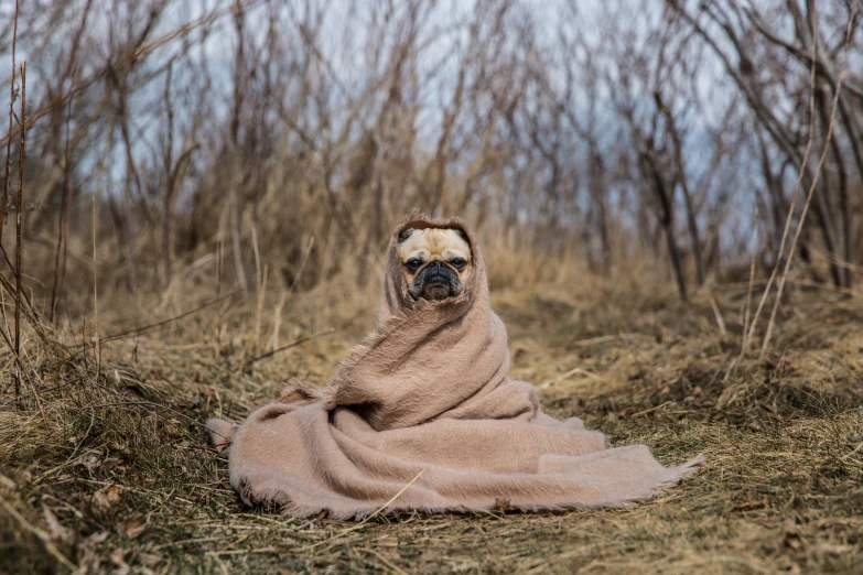 a dog wrapped up in a blanket on the ground