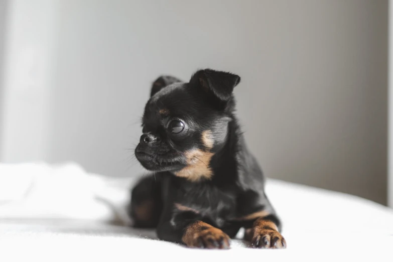 a puppy sitting on top of a white bed