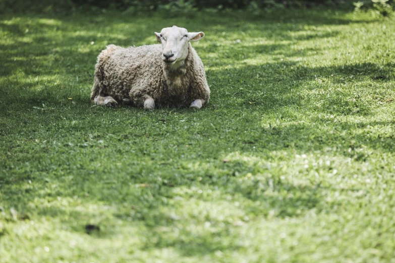 a lamb is laying in the grass while looking at the camera