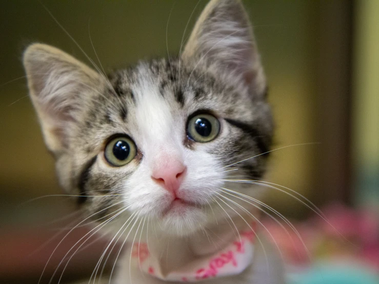 this is a kitten that is wearing a bow tie