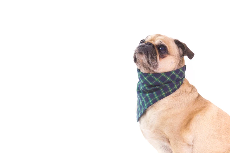 a pug dog wearing a bandana sitting on top of a white surface