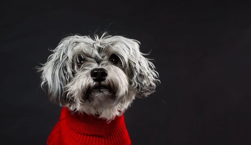 a small white dog wearing a red sweater