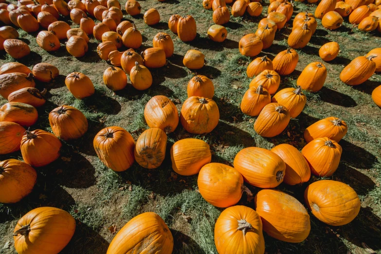 pumpkins with various seeds laid out on the ground