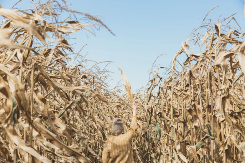 a man standing in a corn field looking up