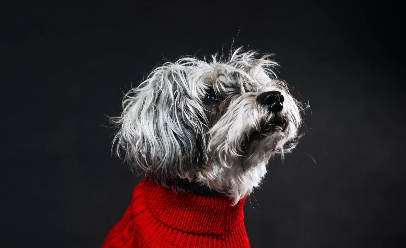 the white dog in red sweater looks back