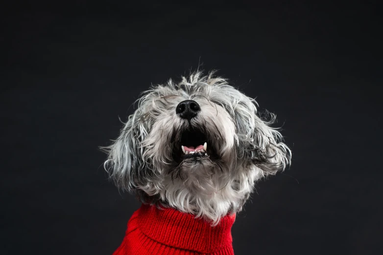 a dog in a red sweater with its mouth open