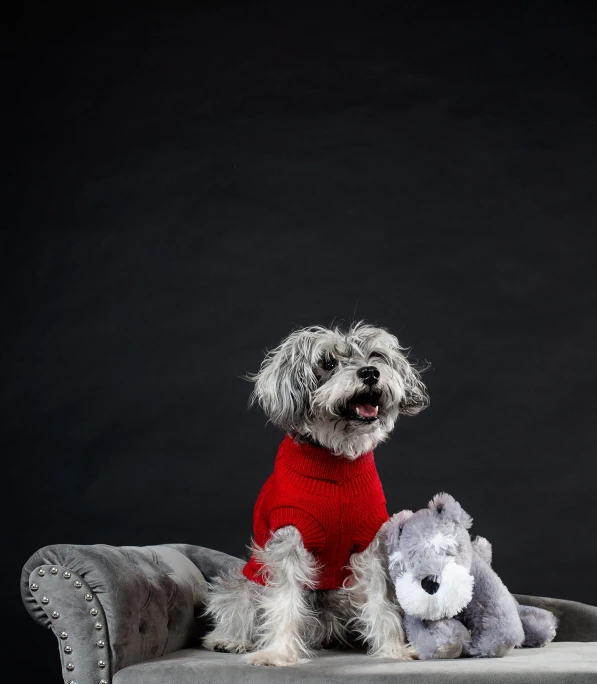 a small gray dog wearing a red sweater and holding a grey stuffed animal