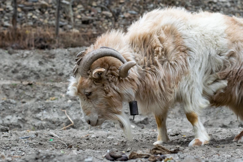 a mountain goat with large horns walking in a rocky area