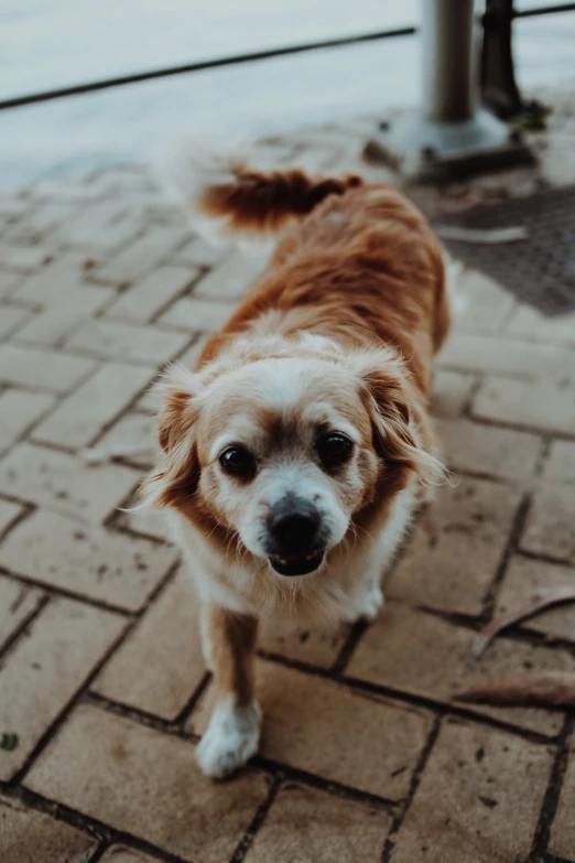 a very cute brown dog standing on a sidewalk