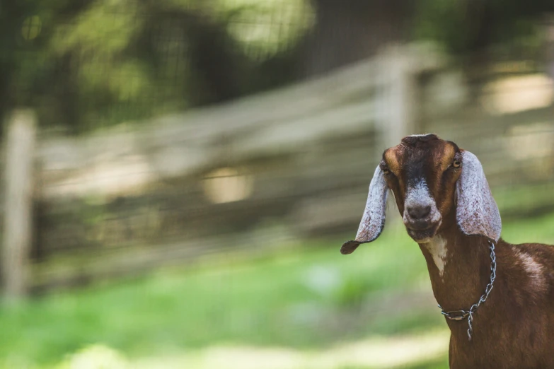 a brown goat is staring at the pographer