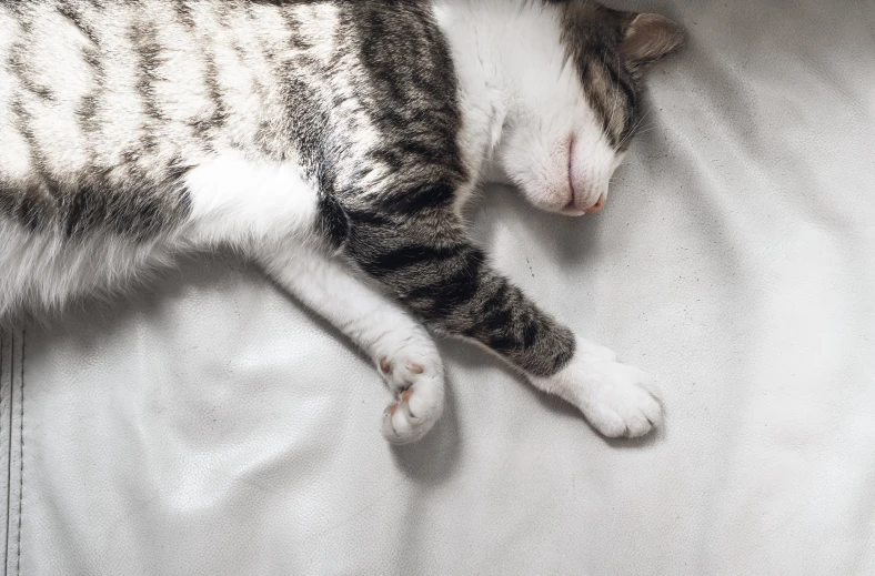 a grey and white cat sleeping on the bed