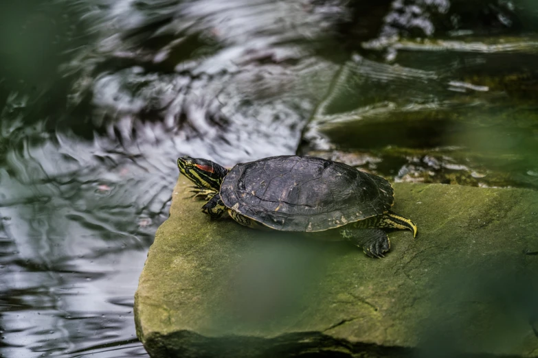 a turtle sitting on top of a leaf