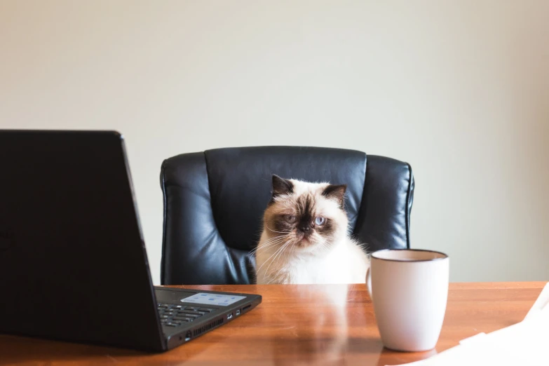 a cat that is sitting in front of a laptop