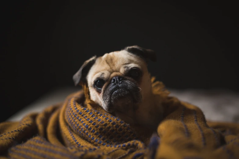 a small pug in a yellow blanket laying on a bed