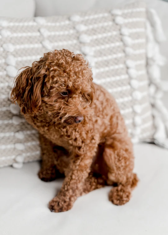 a small dog sitting on top of a couch