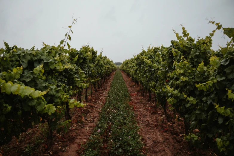 a field of vines is lined by brown dirt