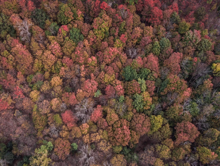 a po taken over top of an autumnal forest