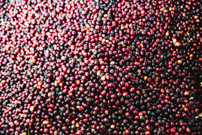 this is an image of many cranberries in a pile