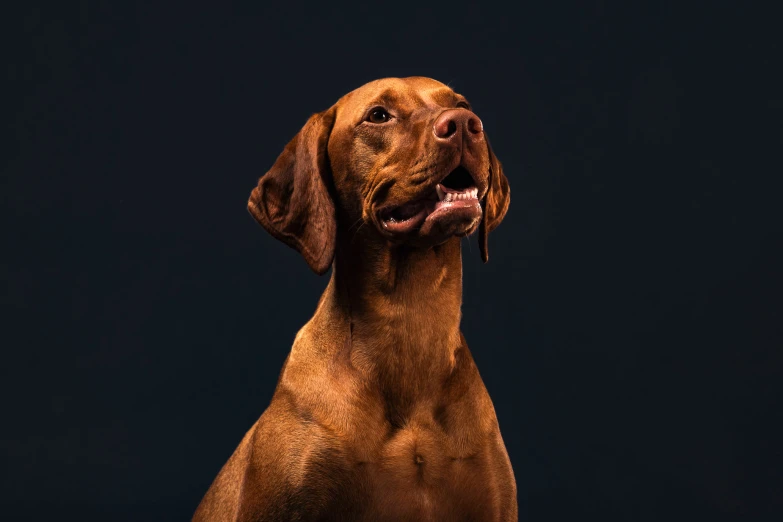 an alert looking dog standing in a studio