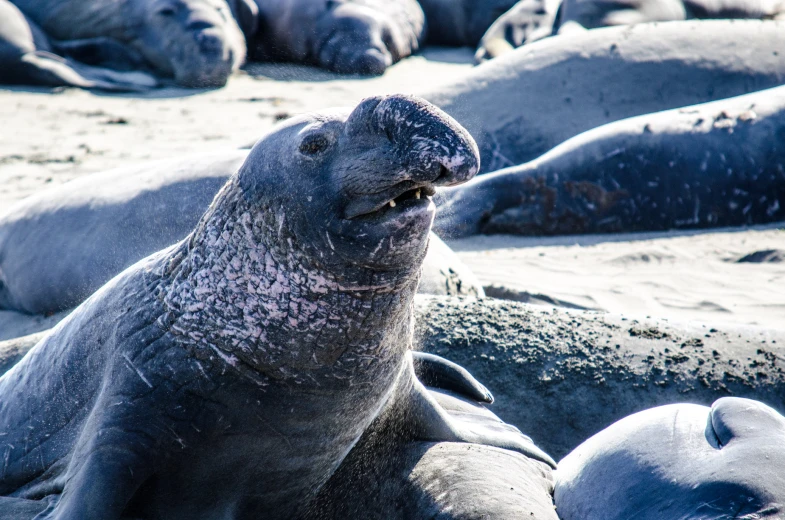 several sealions lounging in an open area of sand