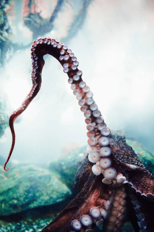 a octo swims through a seaweed with water droplets