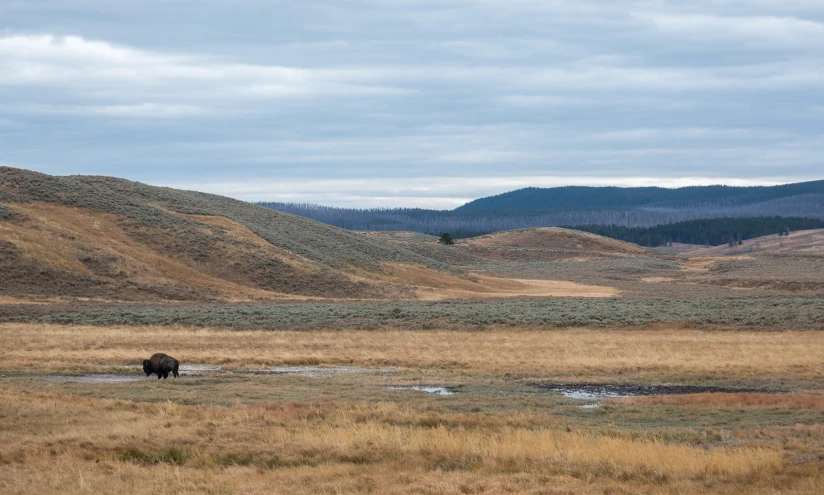 the lone animal is standing in the tall grass field