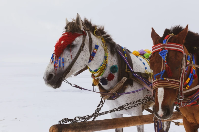 two horses with a sleigh tied to their heads