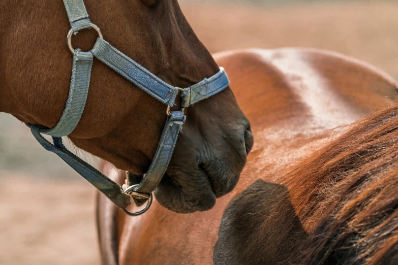 the horse with the bit on his nose is looking down