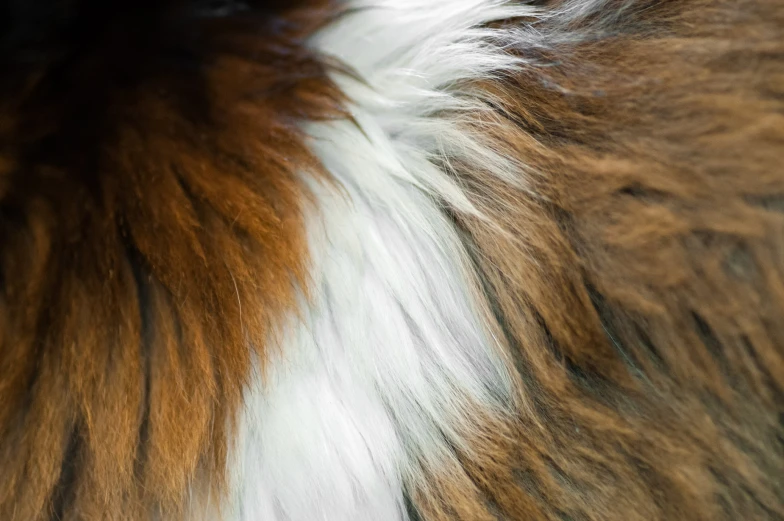 brown and white fur on a black background