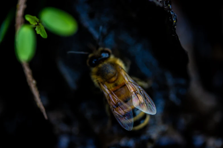 a bee that is sitting on top of some wood