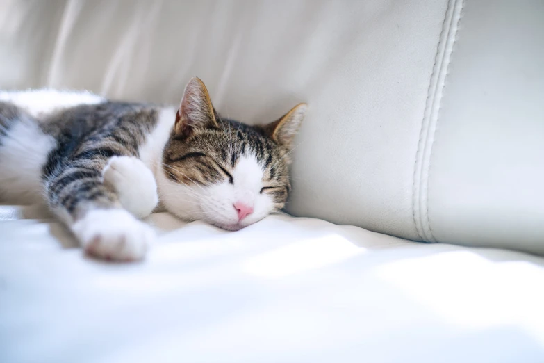 a cat is resting comfortably on the couch